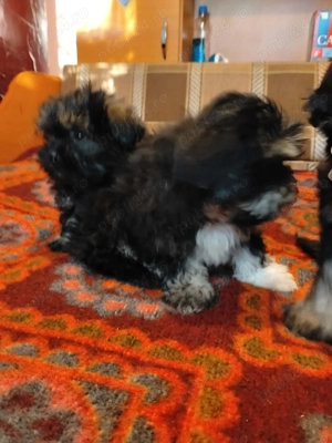 Bichon havanez rasa pura