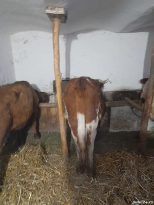 Vand 3 vaci tinere - imagine 4