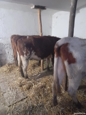 Vand 3 vaci tinere - imagine 3