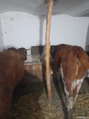 Vand 3 vaci tinere - imagine 2