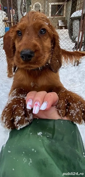 Cățeluși setter irlandez 