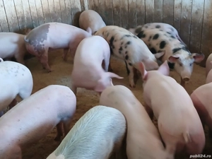 porci de carne  - imagine 2