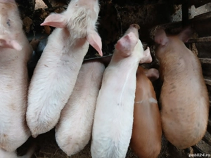Purceii de vânzare - imagine 2