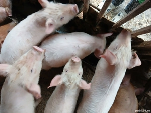 Purceii de vânzare - imagine 4