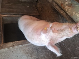 Vand crofita pentru taiat - imagine 2