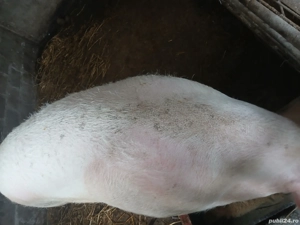 de vanzare - imagine 3