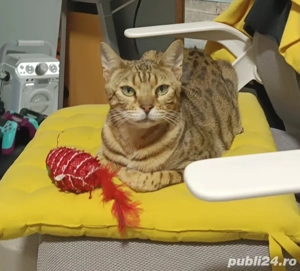 Pisica bengaleză  - imagine 2