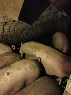 De consum foarte frumosi - imagine 3