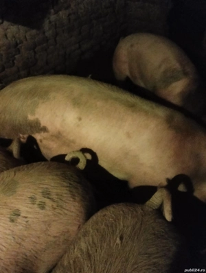 De consum foarte frumosi - imagine 4