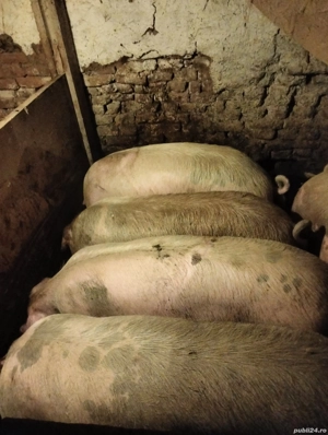 De consum foarte frumosi - imagine 2