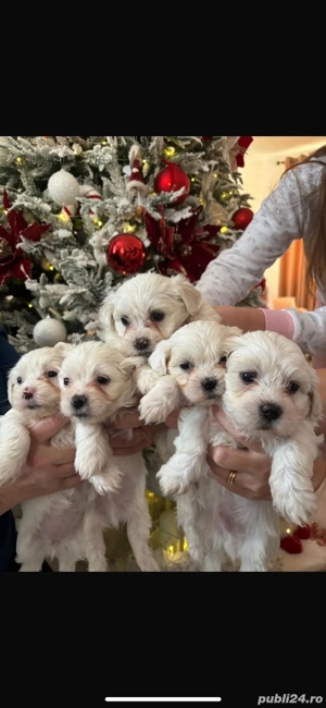 Vand bichon maltez - imagine 2