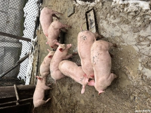 Purcei 8 saptamani  - imagine 2