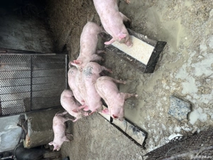 Purcei 8 saptamani  - imagine 3