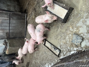 Purcei 8 saptamani  - imagine 4