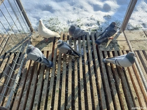 vand porumbei voiajori - imagine 2