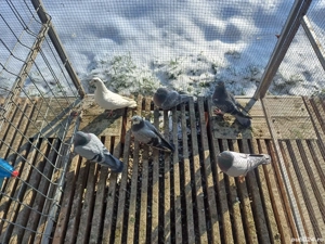 vand porumbei voiajori - imagine 3