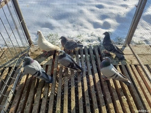 vand porumbei voiajori - imagine 4