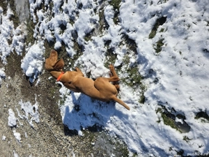 Vizsla viszla maghiara 