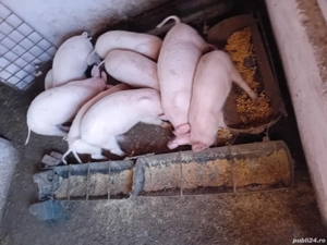 Purcei de vînzare  - imagine 2