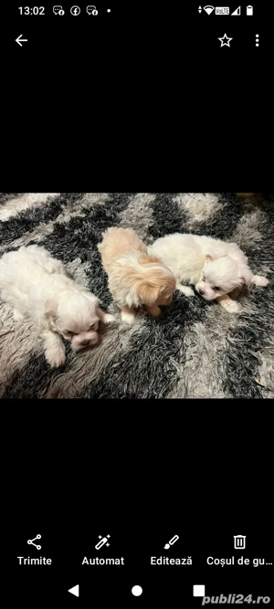 Catei Bichon de vanzare-Bacau   - imagine 3