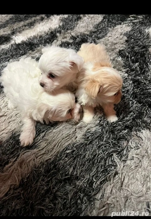 Catei Bichon de vanzare-Bacau   - imagine 2