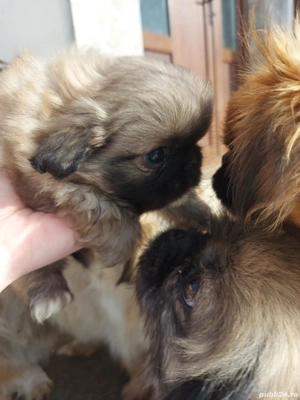 Băiat , deparazitat cu primul vaccin făcut si carnet de sănătate - imagine 2