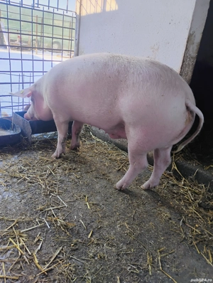 Vînd Porc,Rasă de carne.