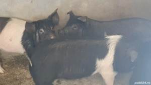 Vand purcei bazna  - imagine 2