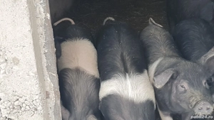 Vand purcei bazna  - imagine 3