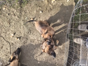 Ciobănesc belgian malinois