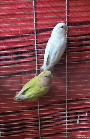 papagal nimfa amorez agapornis - imagine 5