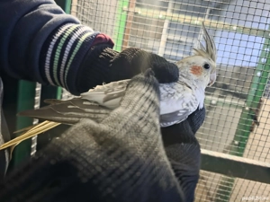 papagal nimfa amorez agapornis - imagine 4