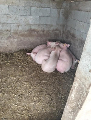 grăsuni de vânzare 