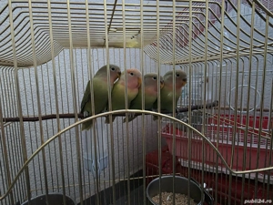 papagal calugar nimfa amorez agapornis