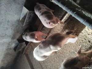 Porci rasa bună de carne