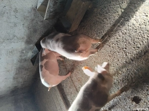 Porci rasa bună de carne - imagine 5