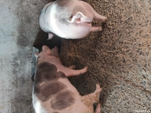 Porci rasa bună de carne - imagine 3