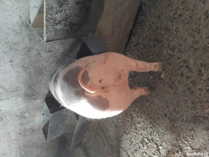 Porci rasa bună de carne - imagine 2