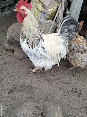 Vând gaini și cocoși de tara