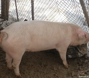 Vând scrofiță pentru montă  - imagine 4