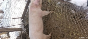 Vând scrofiță pentru montă  - imagine 2