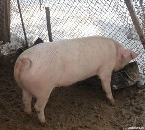 Vând scrofiță pentru montă  - imagine 5