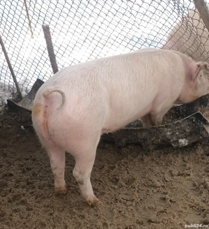 Vând scrofiță pentru montă  - imagine 3