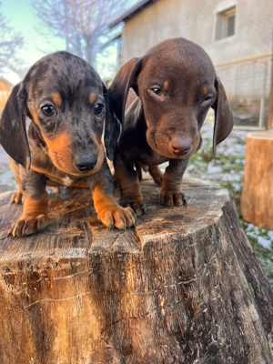 Teckel masculi,8 saptamani  - imagine 2