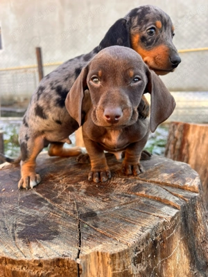 Teckel masculi,8 saptamani 