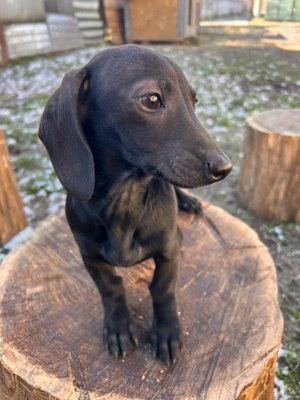 Femela teckel,3 luni