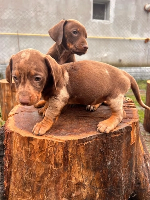 Femela teckel ,8 saptamani 