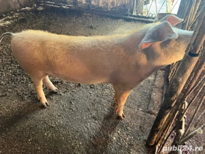 Cauta stapan  - imagine 3