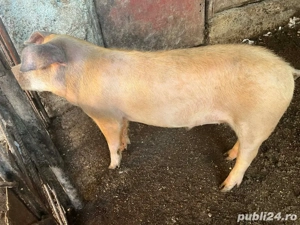 Grasune de vanzare - imagine 2