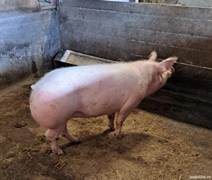 Vând porci rasa de carne  - imagine 2